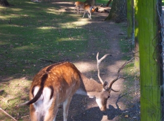  Deer park in the north